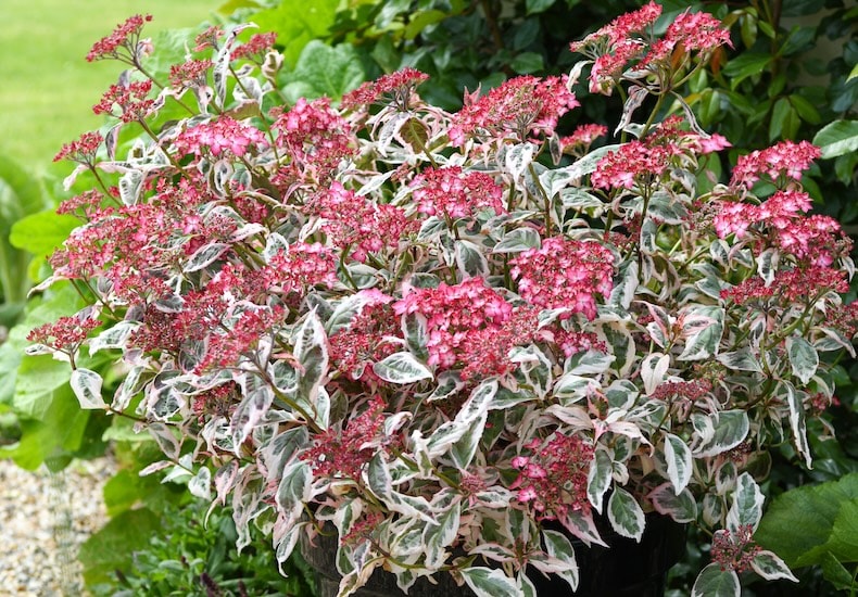 Pink hydrangea with green and white foliage