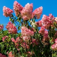 pink hydrangea paniculata against blue sky