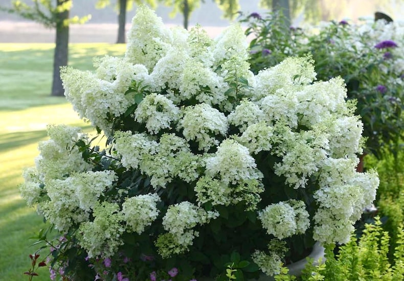 White hydrangea in park