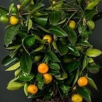 Closeup of calamondin orange
