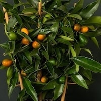 Closeup of kumquat fruit