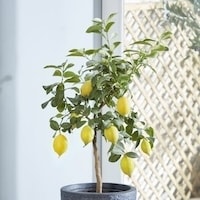 Lemon tree houseplant