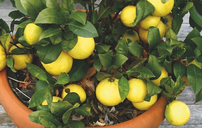 Lemon tree in container from Thompson & Morgan