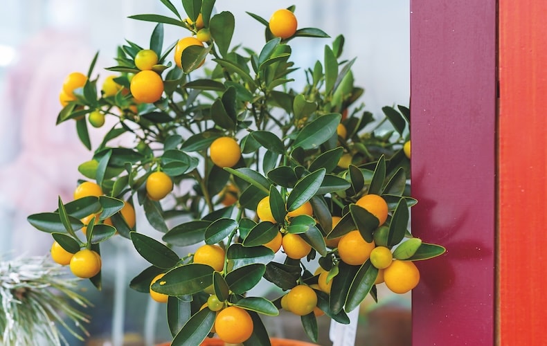 Mini orange tree in a conservatory from Thompson & Morgan