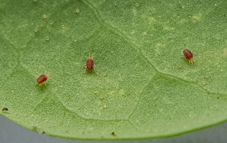 Spider mite on leaf