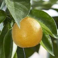Single orange fruit