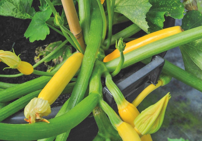 Courgette 'Shooting Star' from T&M