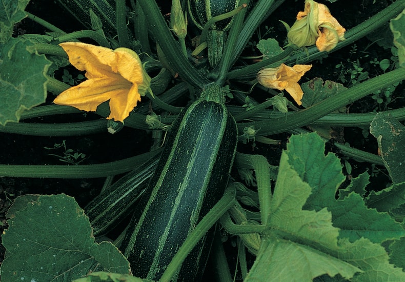 Courgette 'Shooting Star' from T&M