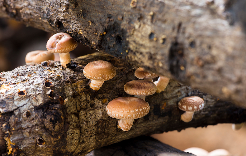 Shiitake mushrooms growing on log
