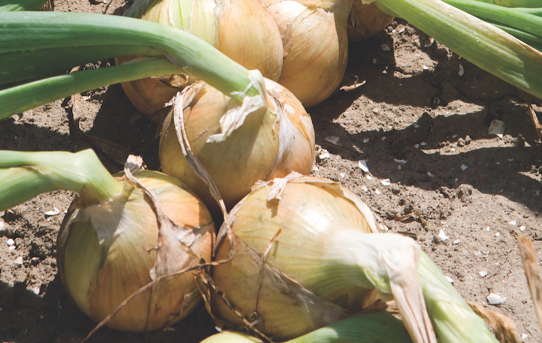 Shallots and Leeks: Lesser Known Onion Cousins - Organic Gardening