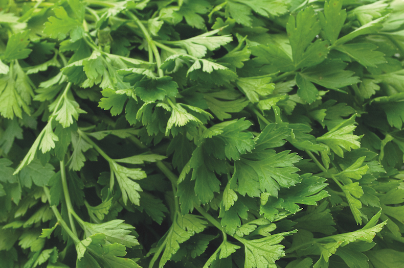 Parsley (Flat Leaved) - Organic Seeds from Thompson & Morgan