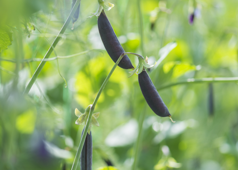 Pea 'Purple Magnolia' from Thompson & Morgan