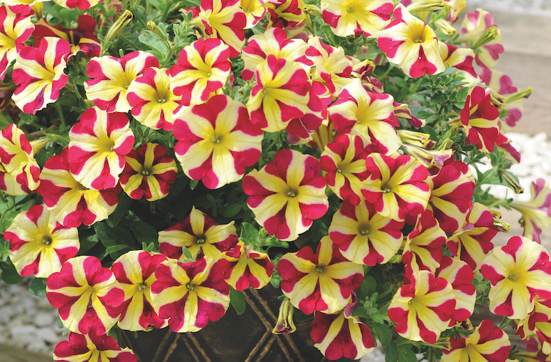 Petunia 'Amore Queen of Hearts' from T&M