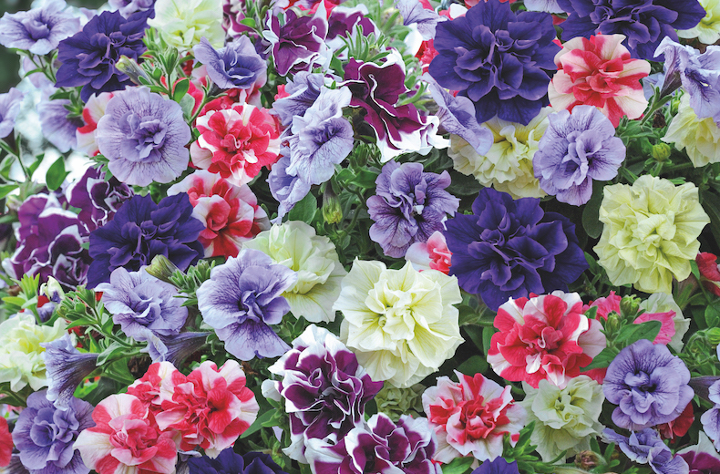 Petunia 'Frills & Spills Mixed' from T&M