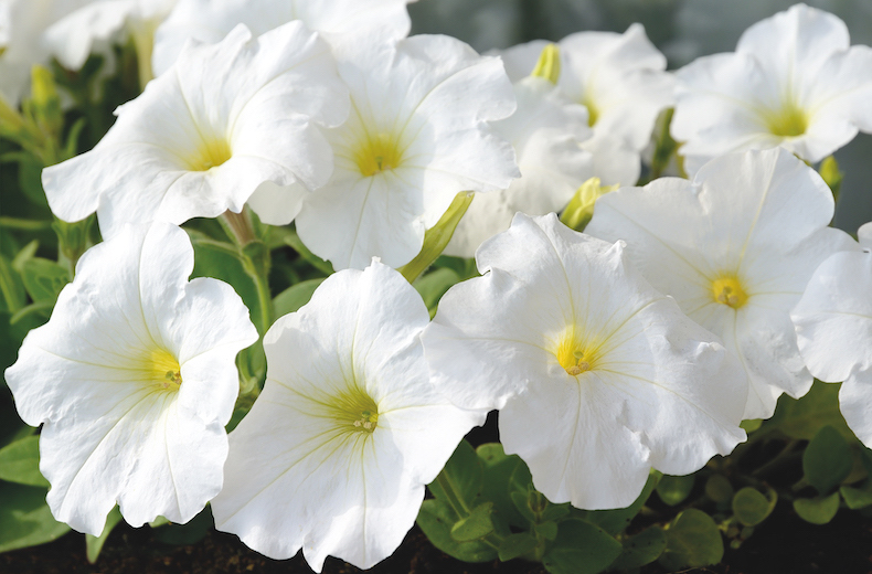 Petunia 'Mirage White' F1 hybrid from T&M