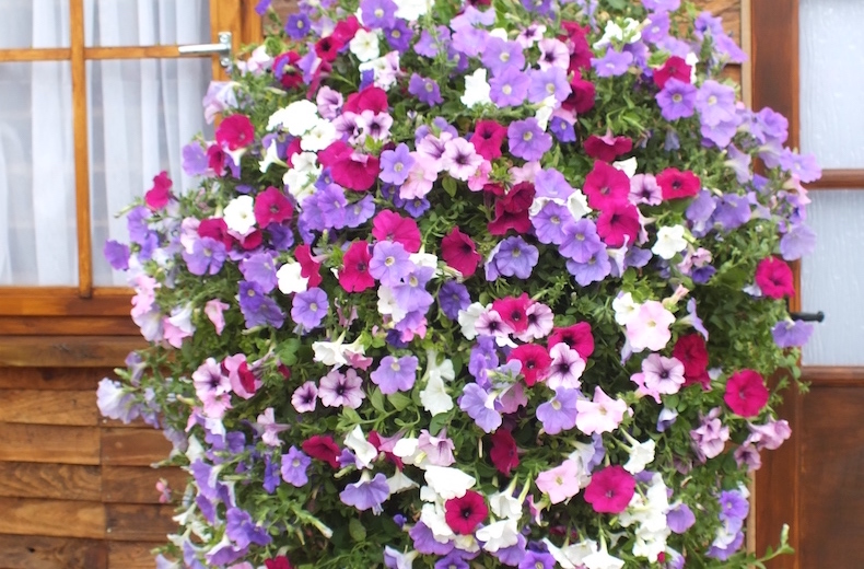 Petunia 'Surfinia' Collection from T&M