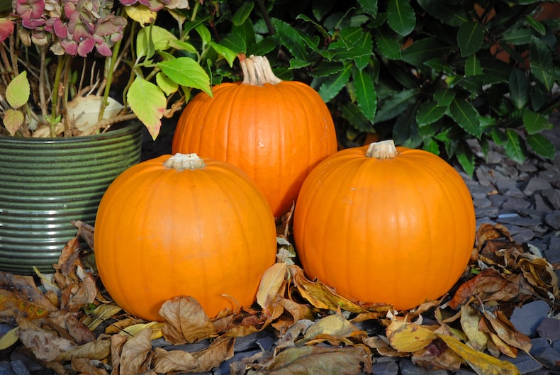 Three pumpkins on autumn leaves