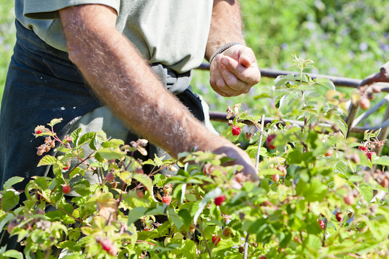 harvesting raspberries