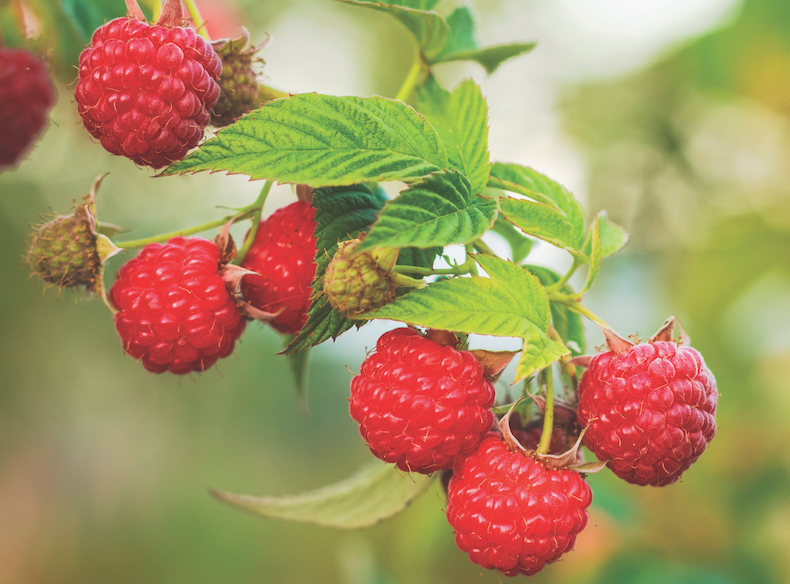 How to Plant and Grow Raspberries