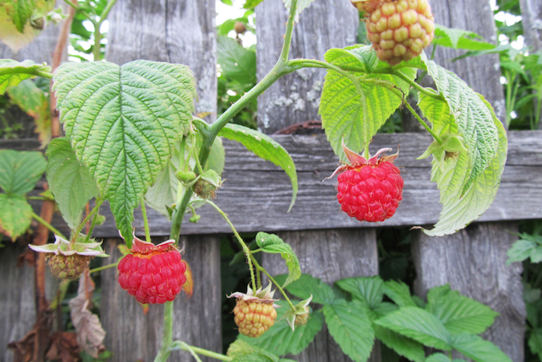 summer fruit raspberries on fencing