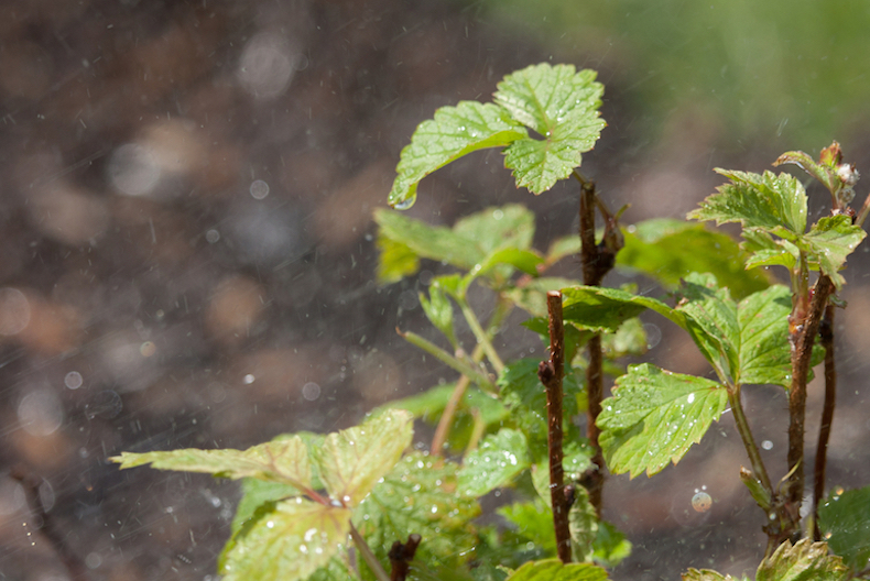 watering raspberry plants