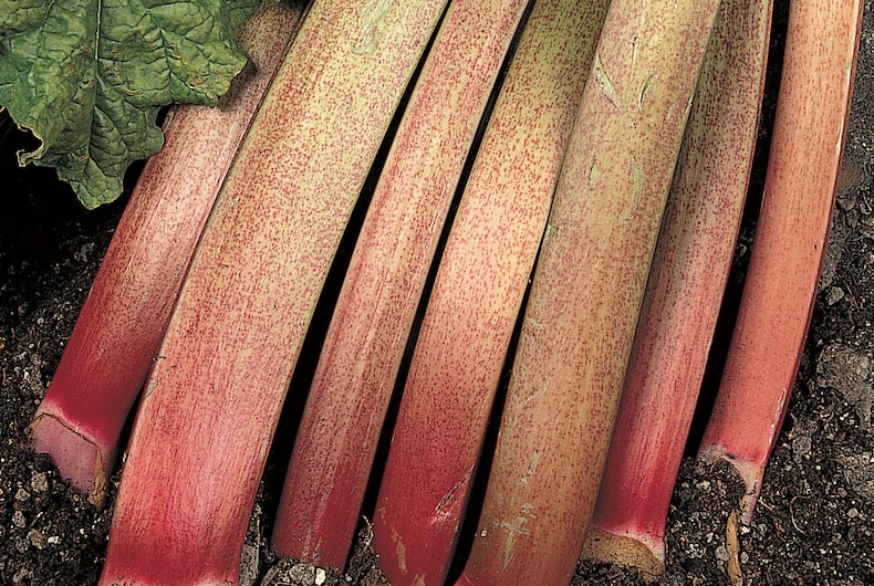 Closeup of rhubarb stems