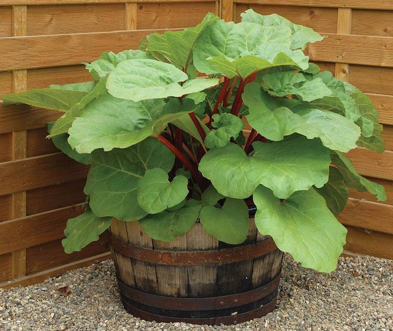 rhubarb in containers