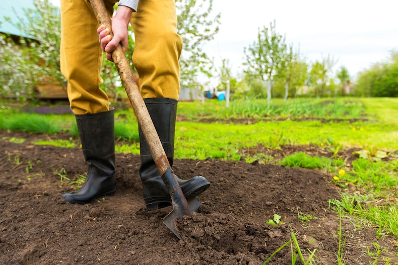 Man digging bed for rhubarb planting