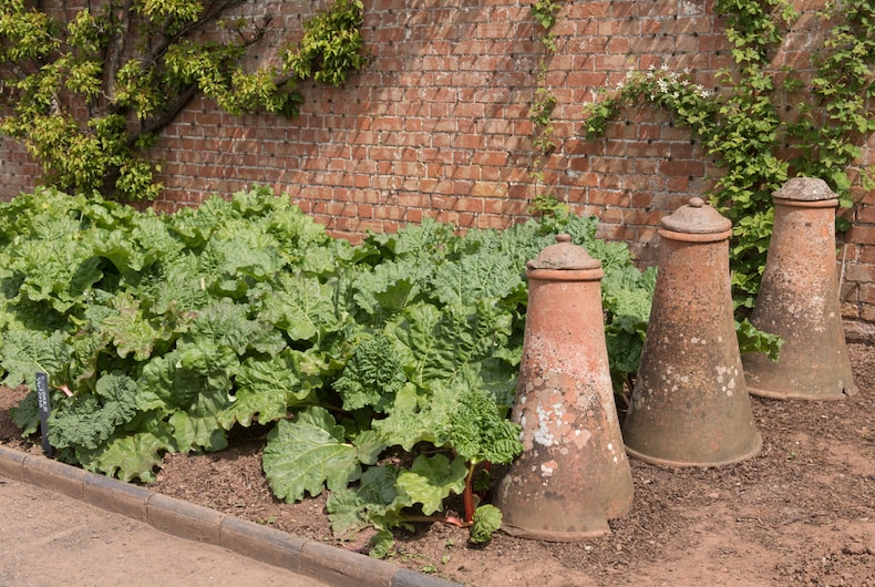 Rhubarb bed with rhubar forcers