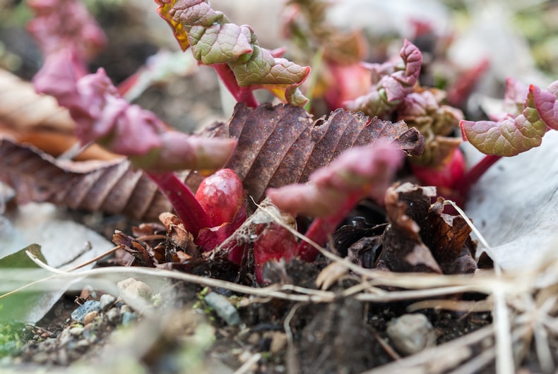 Closeup of rhubarb crowns