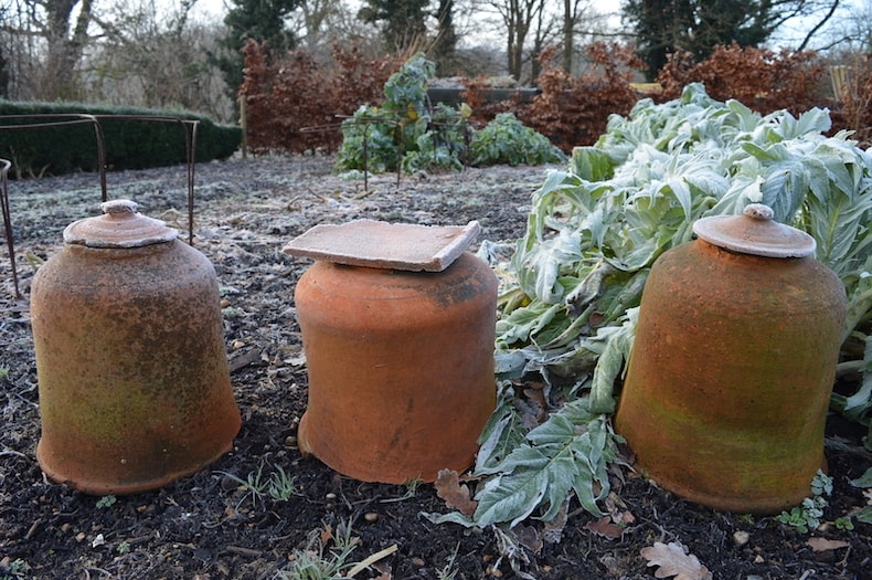 growing rhubarb in winter season