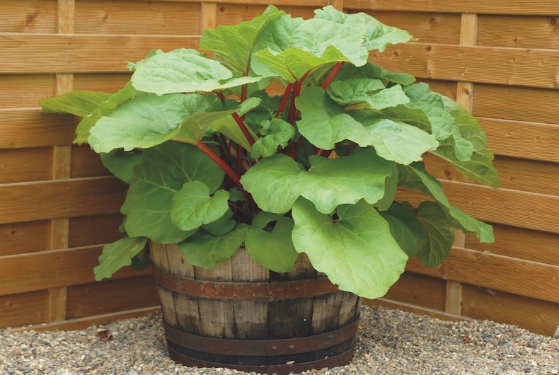 Rhubarb growing in container