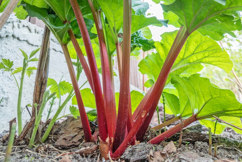 Rhubarb growing out of ground