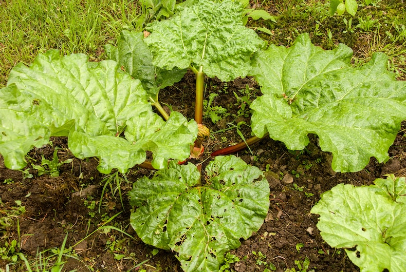 Rhubarb leaves being eaten by pests