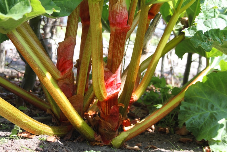 Rhubarb stems growing out of ground