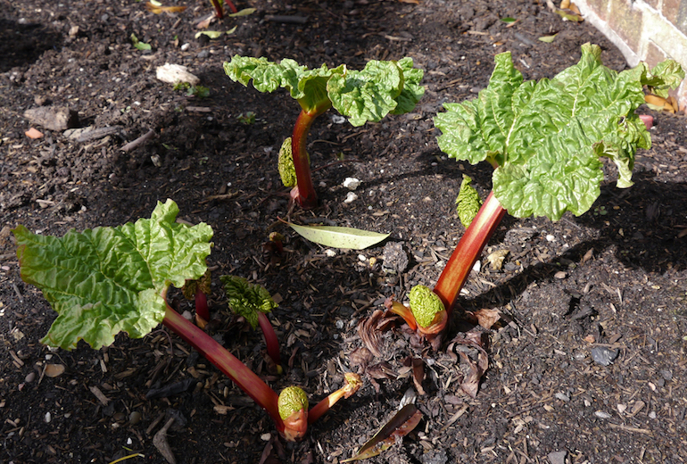 rhubabrb planted in the garden