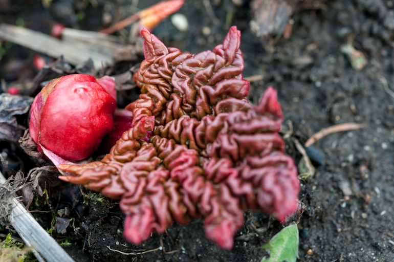 rhubarb planted in Autumn