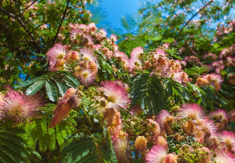 Pink and yellow persian silk tree flowers