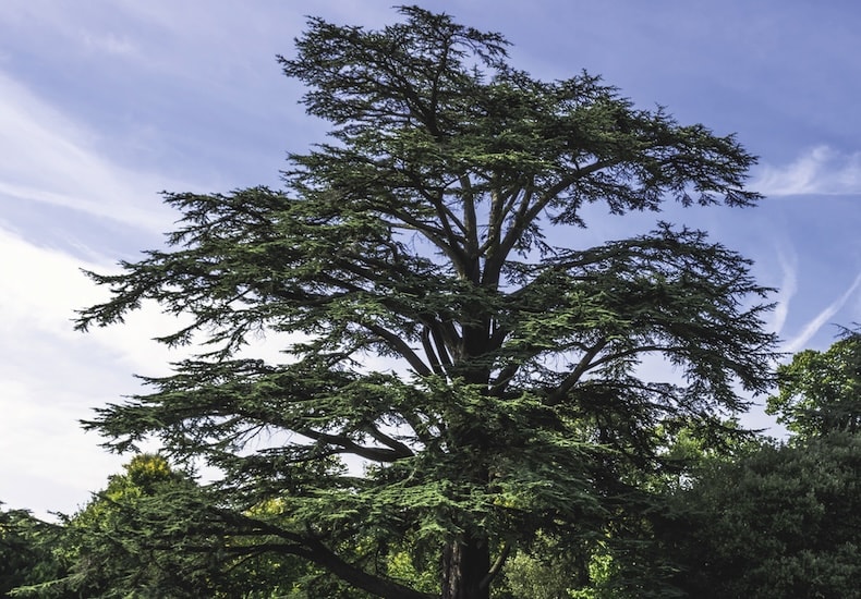 Scots Pine from Thompson & Morgan