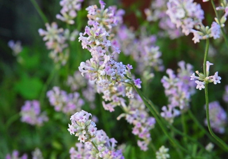 Pale pink lavender flower