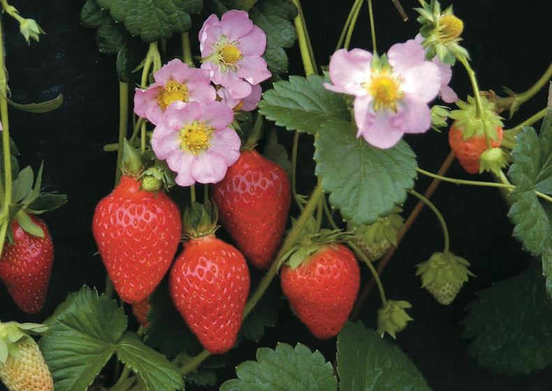 Strawberry 'Florian' F1 Hybrid (Everbearer/Всесезонный)