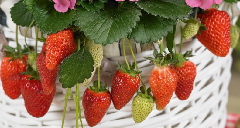 Strawberry HANGING Large Fruited red Ukraine 10 seeds garden idea 