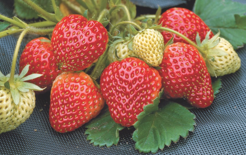 Strawberry 'Honeoye' (Early Season) from Thompson & Morgan