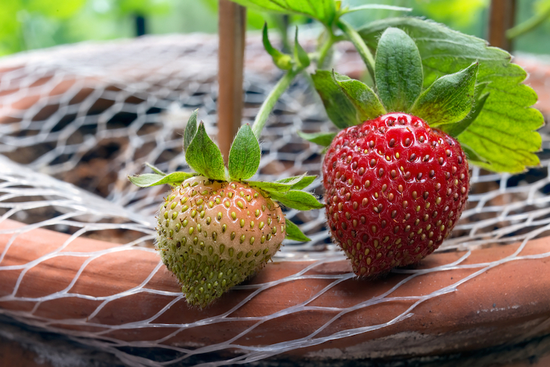 Strawberries in containers being covered in mesh
