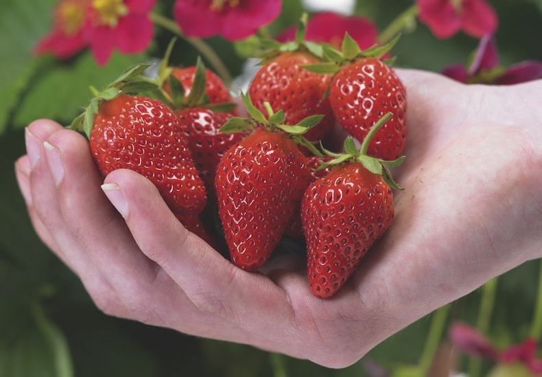 Strawberry 'Toscana' from Thompson & Morgan