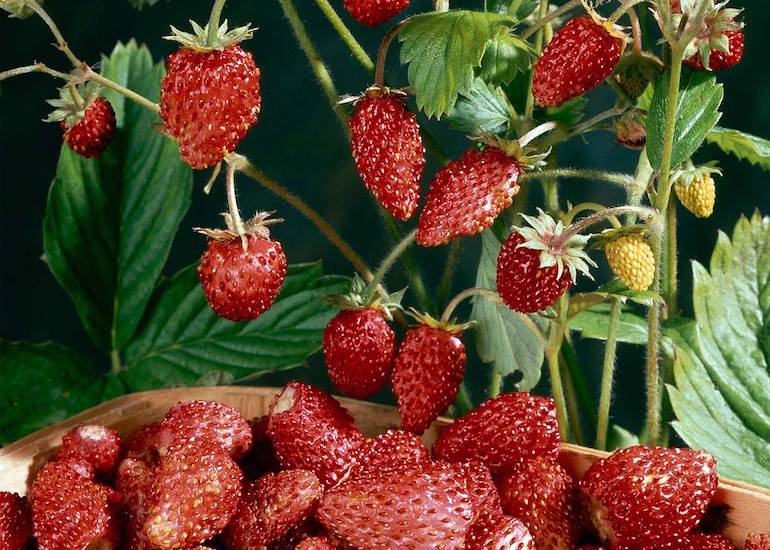 When Do You Plant Strawberries In East Texas 