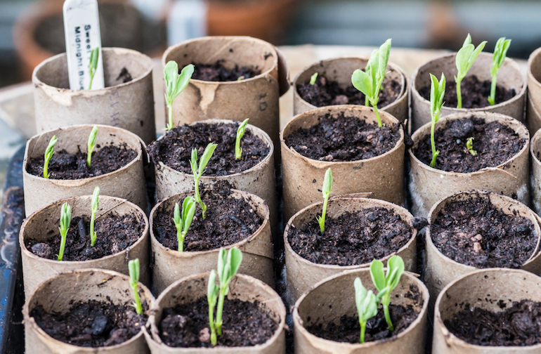 seedlings growing in a carboard tube