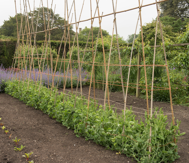 Growing a row of sweet peas