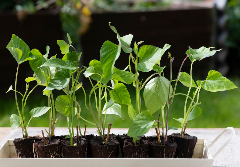 Properly planting the prepared sweet potato slips in the container for optimal growth.