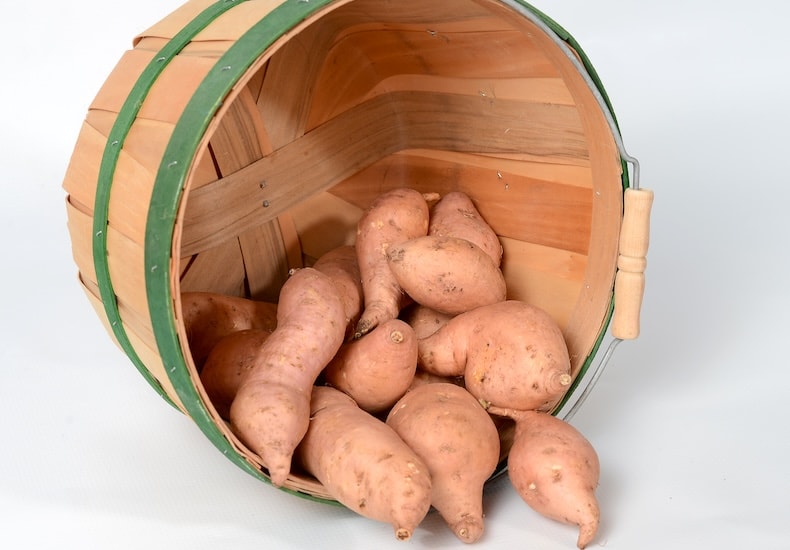 Wooden barrel with pale sweet potatoes